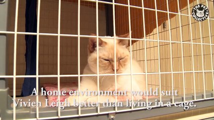 Vivien Leigh Rescue Cat Needs Home || Share Her Story