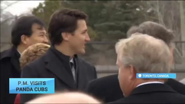 P. M. Visits Pandas_ Canada's Trudeau visits giant panda cubs at Toronto Zoo