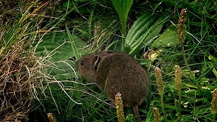 History of Britain Episode 2 - Age Of Ancestors