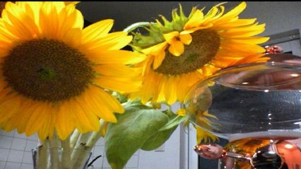 Nurse Witch Komugi-chan Magikarte Z Special