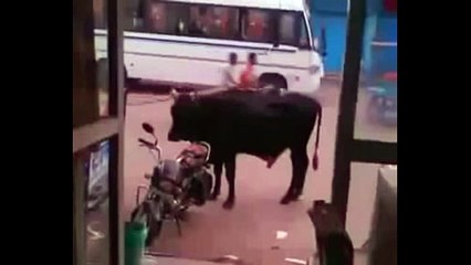 Bull Decided To Ride A Bike   WhatsApp Funny Video