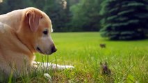 A Labrador retriever and a baby rabbit become best friends