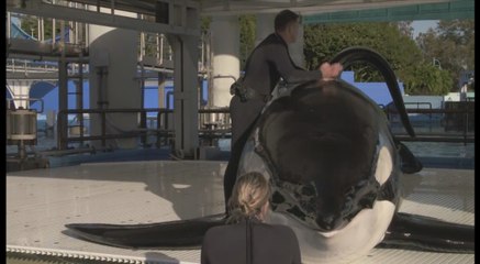 La orca que mató a su entrenadora está muy enferma