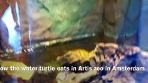 Feeding the Turtles in Artis Zoo in Amsterdam