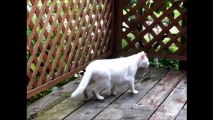 2012シロが来た夏 総集編　4年前のある日、一匹の白猫がやってきた。