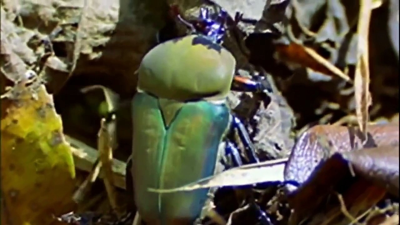 Popular Videos - Wildlife conservation & Documentary Movies