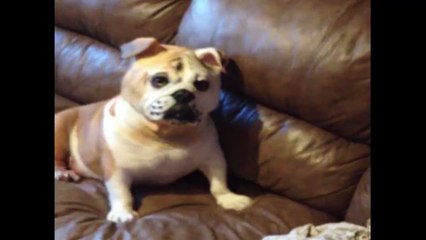 Bulldog Wears Bulldog Mask