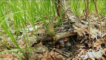 National Geographic | Documental Sobre La Naturaleza De 2016: Animal Casas Episodio 01 El Nido - 2016