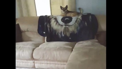 Jealous Dog Pushes Puppy Off Couch