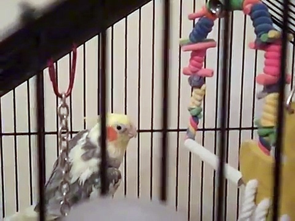 Taji my show off cockatiel