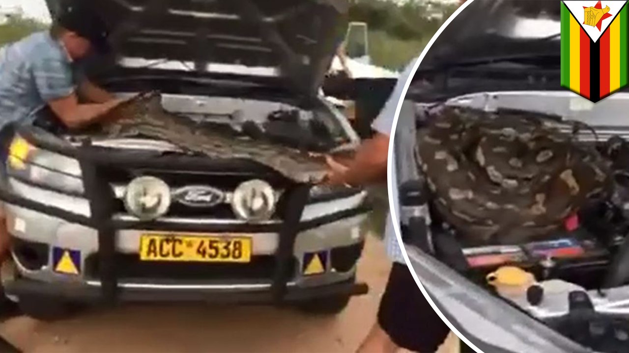 Family finds giant python under car hood