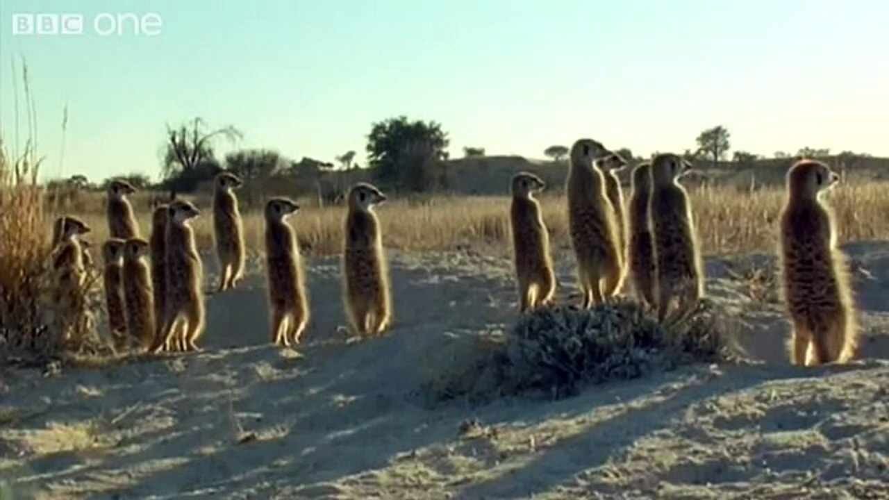 Funny Talking Animals - Walk On The Wild Side Preview - BBC One - YouTube