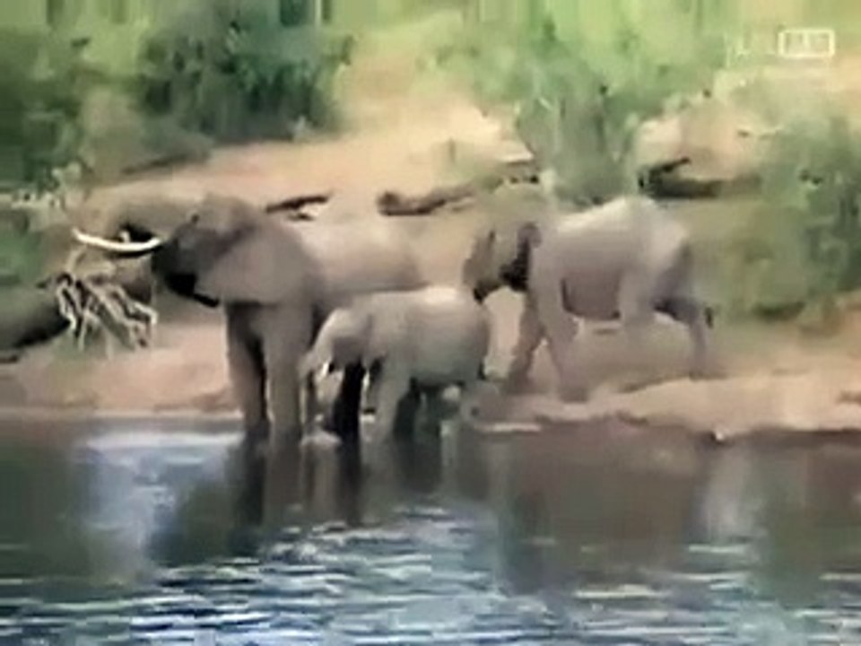 These Elephants Were Enjoying Their Day...When An Alligator Tried To Eat One Of Them...The This Happened