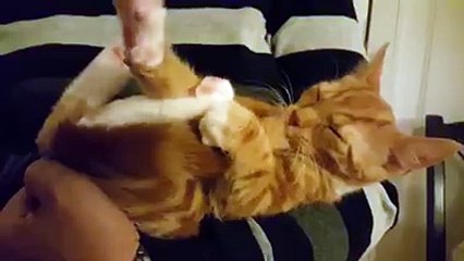 Cute kitten uses his tail as a pacifier