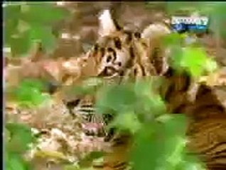 New Contest Between Monkey And Tiger