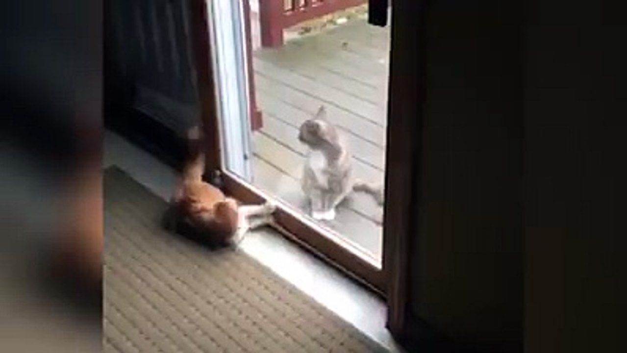 Two sides of Cat