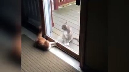 Two sides of Cat