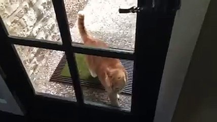 Who recognizes this behavior-cat funny videos
