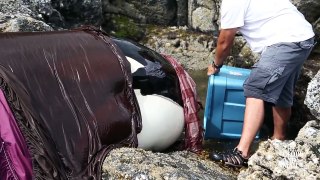 Rescue of an Orca Whale Stranded Along Canadian Shore