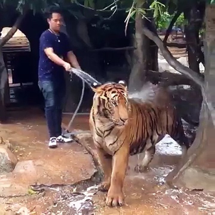 he have his good friend ever, tiger bathing