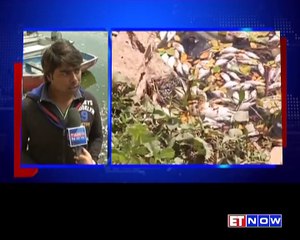 Hundreds Of Fish Found Dead In Ulsoor Lake
