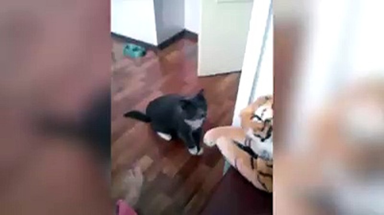 Cat Beating Tiger ..lol