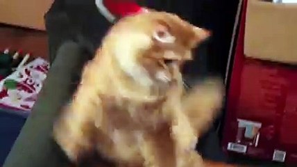 Cat gets pranked with tiny Christmas hat