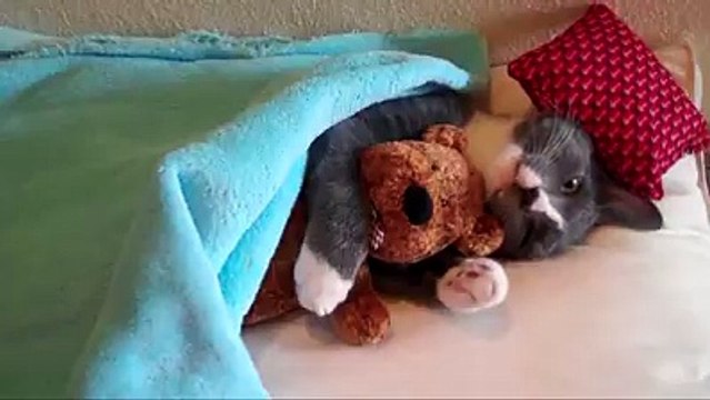 Cat in bed cuddles with teddy bear