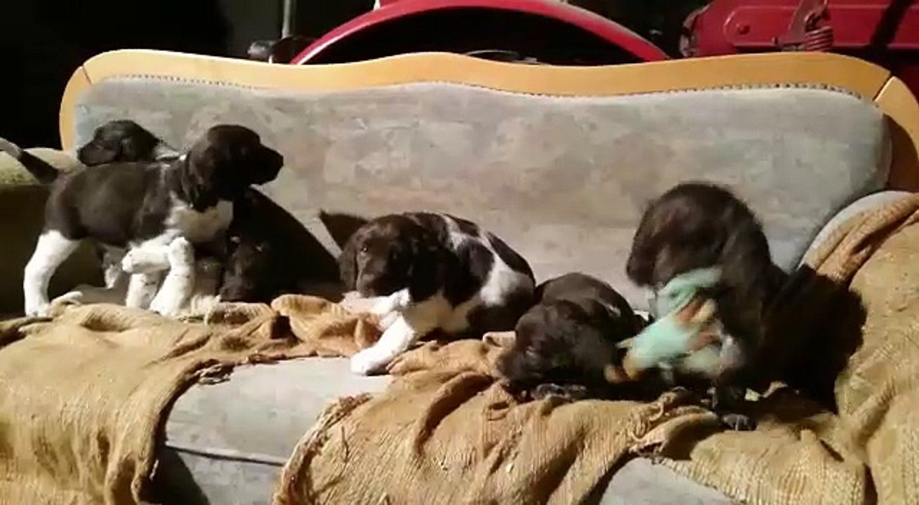 Welpen aus dem E-Wurf von der Wallmühle | am Sofa ist es am Schönsten! 08.03.2016