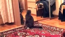 Cat is Shocked When He Realizes He is a Cat