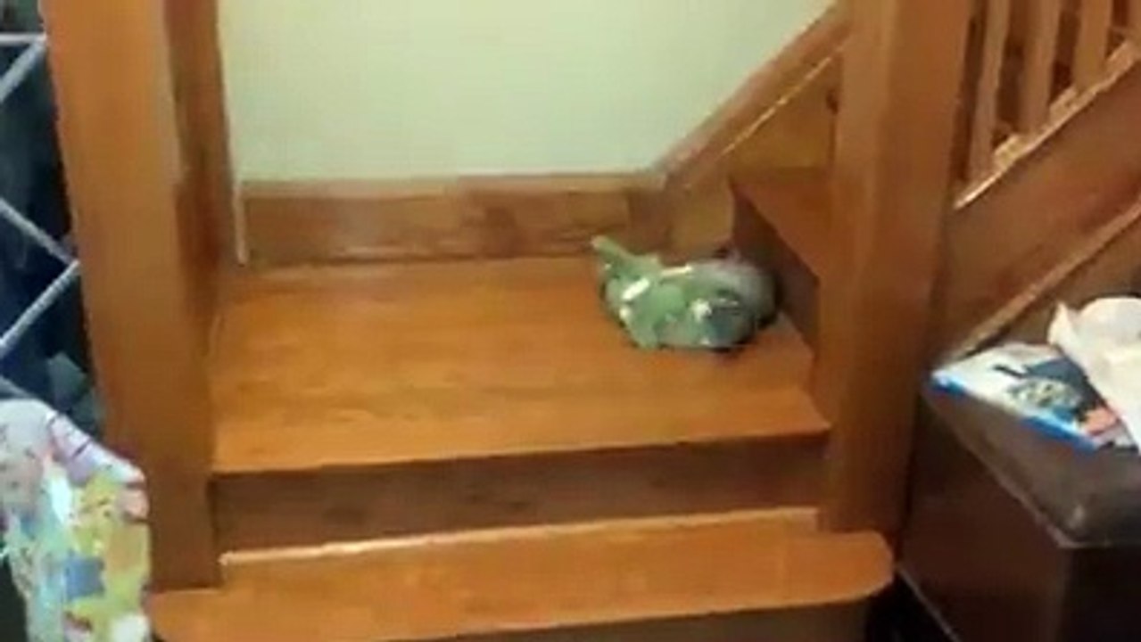 Cat wants to take his favorite crocodile toy upstairs, but it ain't as easy as it looks
