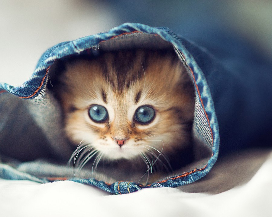 Funny Cats - A Funny Cat Videos Compilation 2016 [NEW HD]
