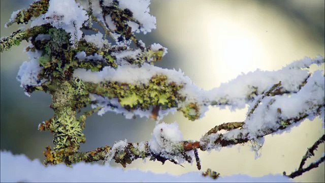 Дикая природа скандинавии5