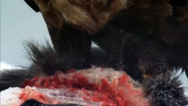 Дикая природа скандинавии7