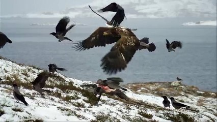 Дикая природа скандинавии8