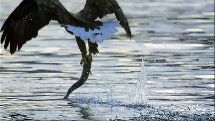 Дикая природа скандинавии9
