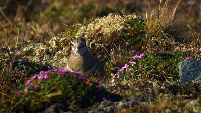 Дикая природа скандинавии13