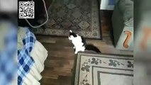 Cat plays fetch like a dog-Funny