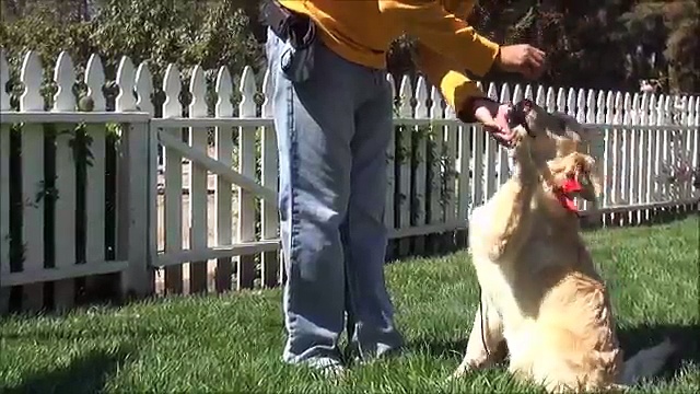 Golden Meadows Retrievers | Kuma