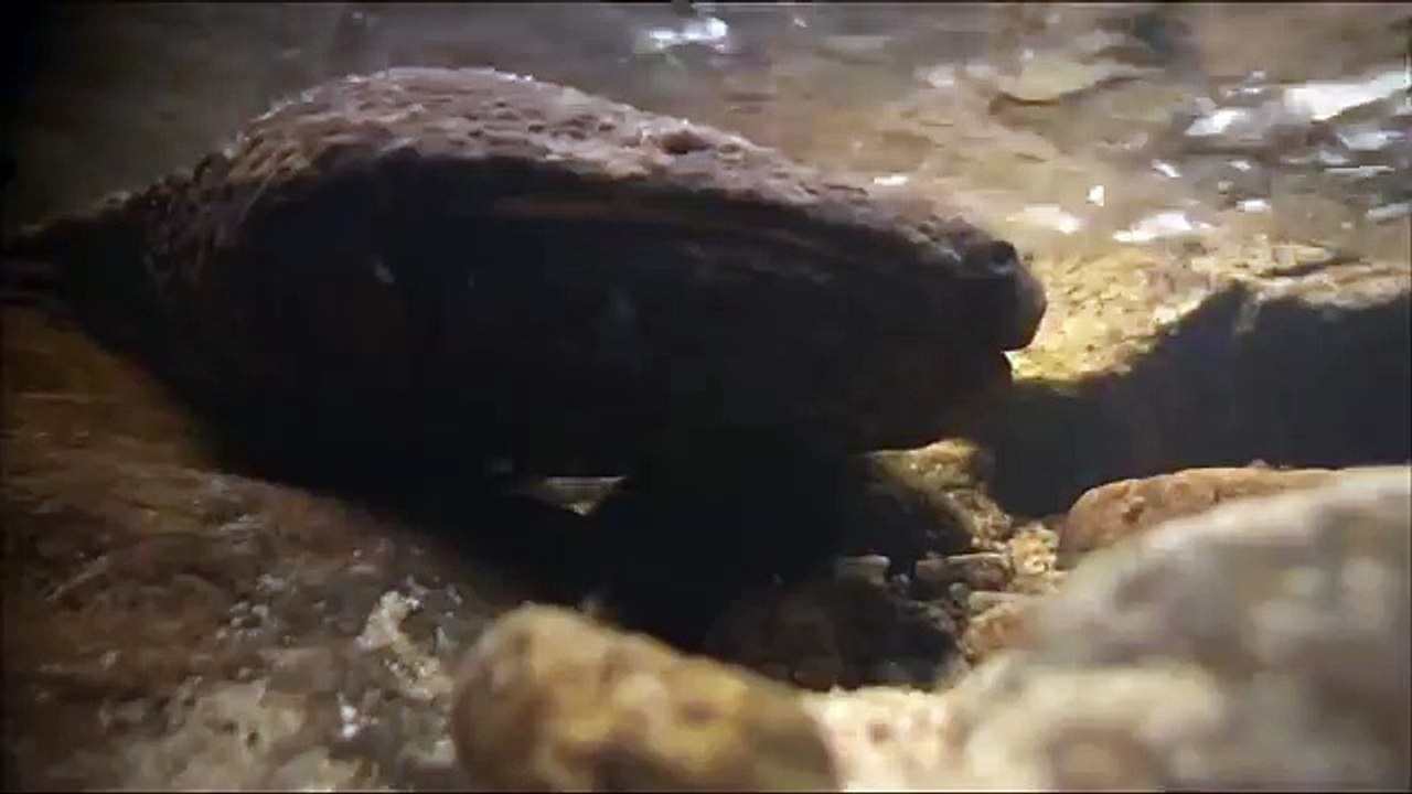 Дикая природа Японии6