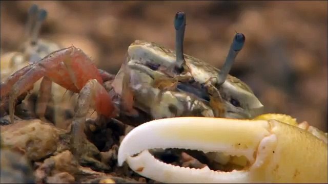 Дикая природа Японии14