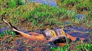 Giant Anaconda - Part 13
