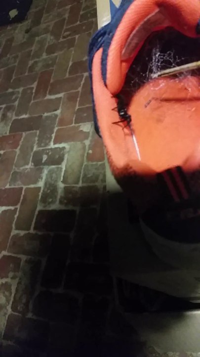 Toujours vérifier dans ses chaussures : grosse araignée cachée dedans