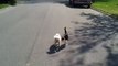 Un chat aide un chien aveugle à rentrer à la maison