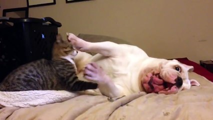 Un chien et un chat meilleurs amis s'amusent à se battre