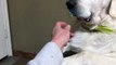 Ce chien refuse de lacher sa tétine de bébé
