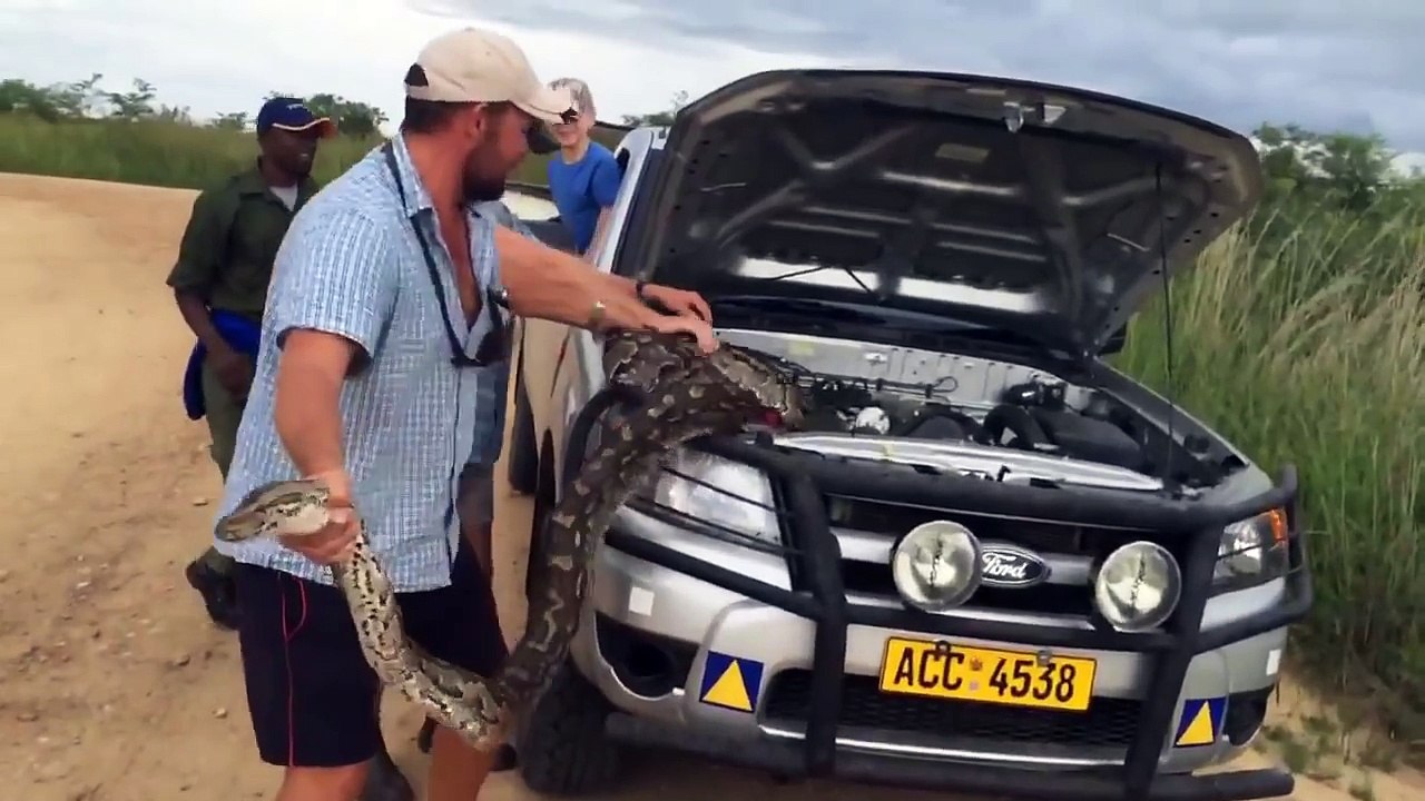 Un python sous le capot de leur voiture