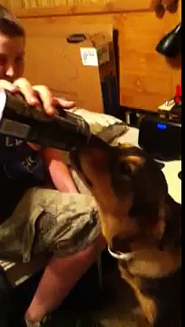 Dog drinking monster