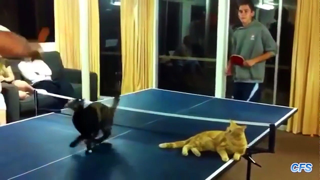 Kediler tarafından basılan oyunlar