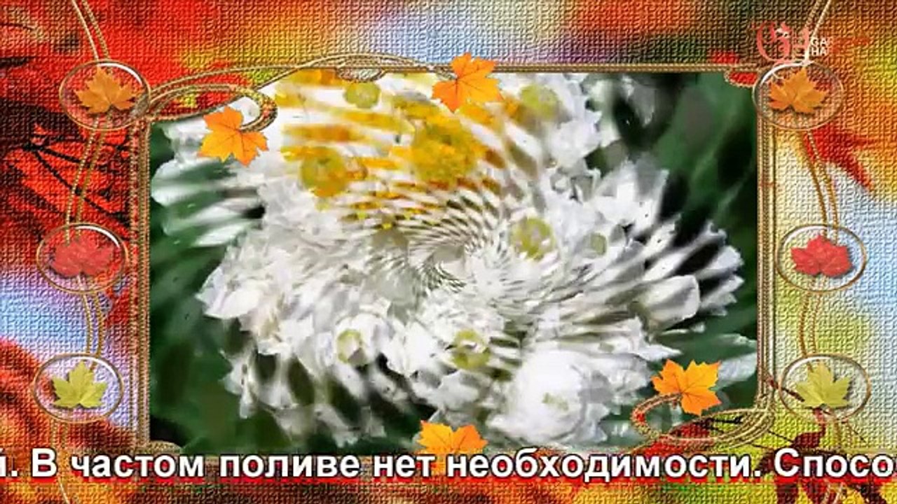 Анафалисы выращивание и полив